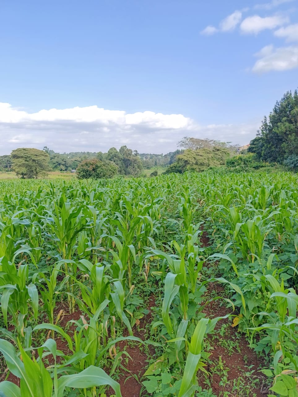 WhatsApp Image 2026-01-09 at 2.01.56 PM (1)