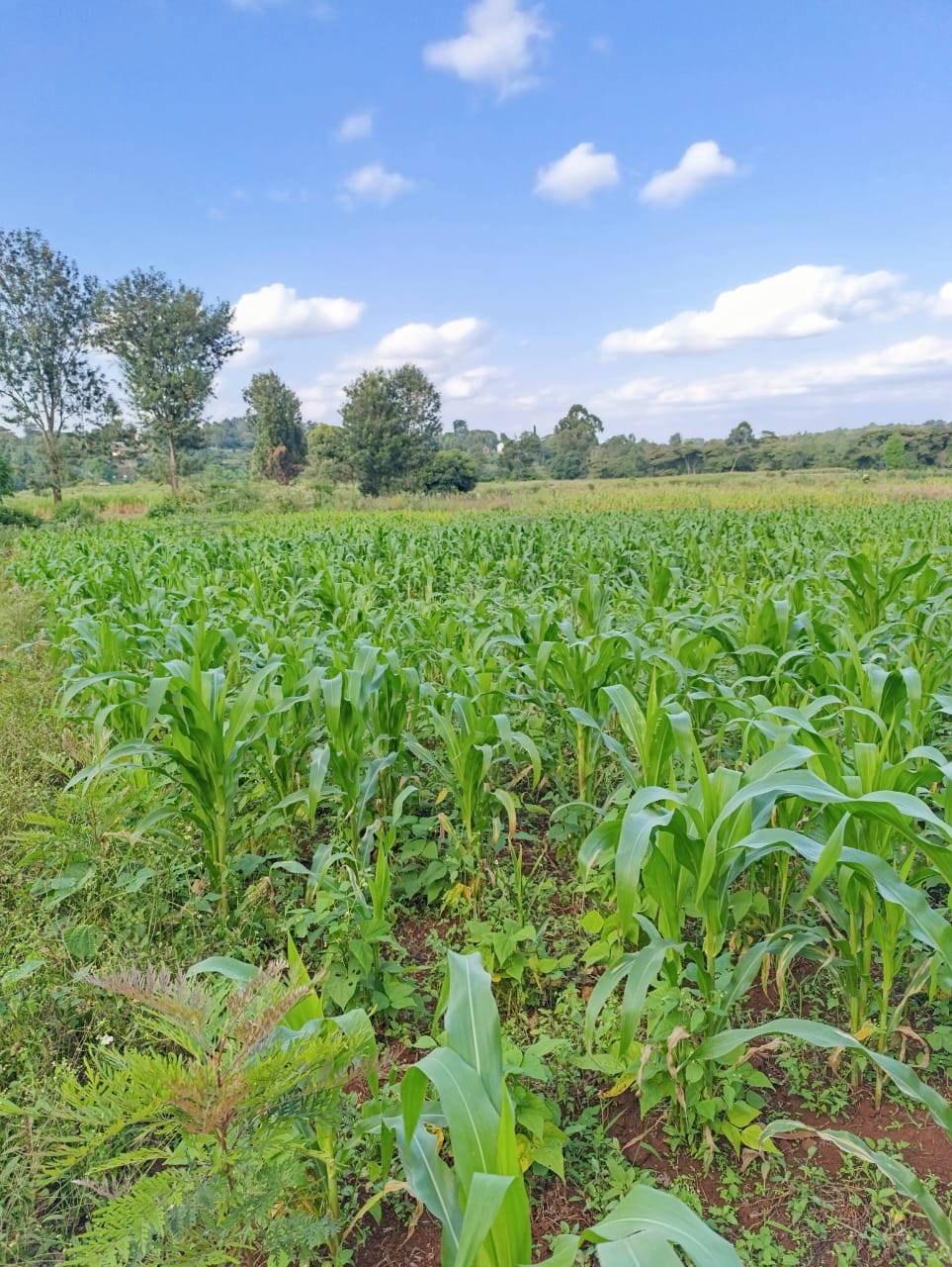 WhatsApp Image 2026-01-09 at 2.01.56 PM