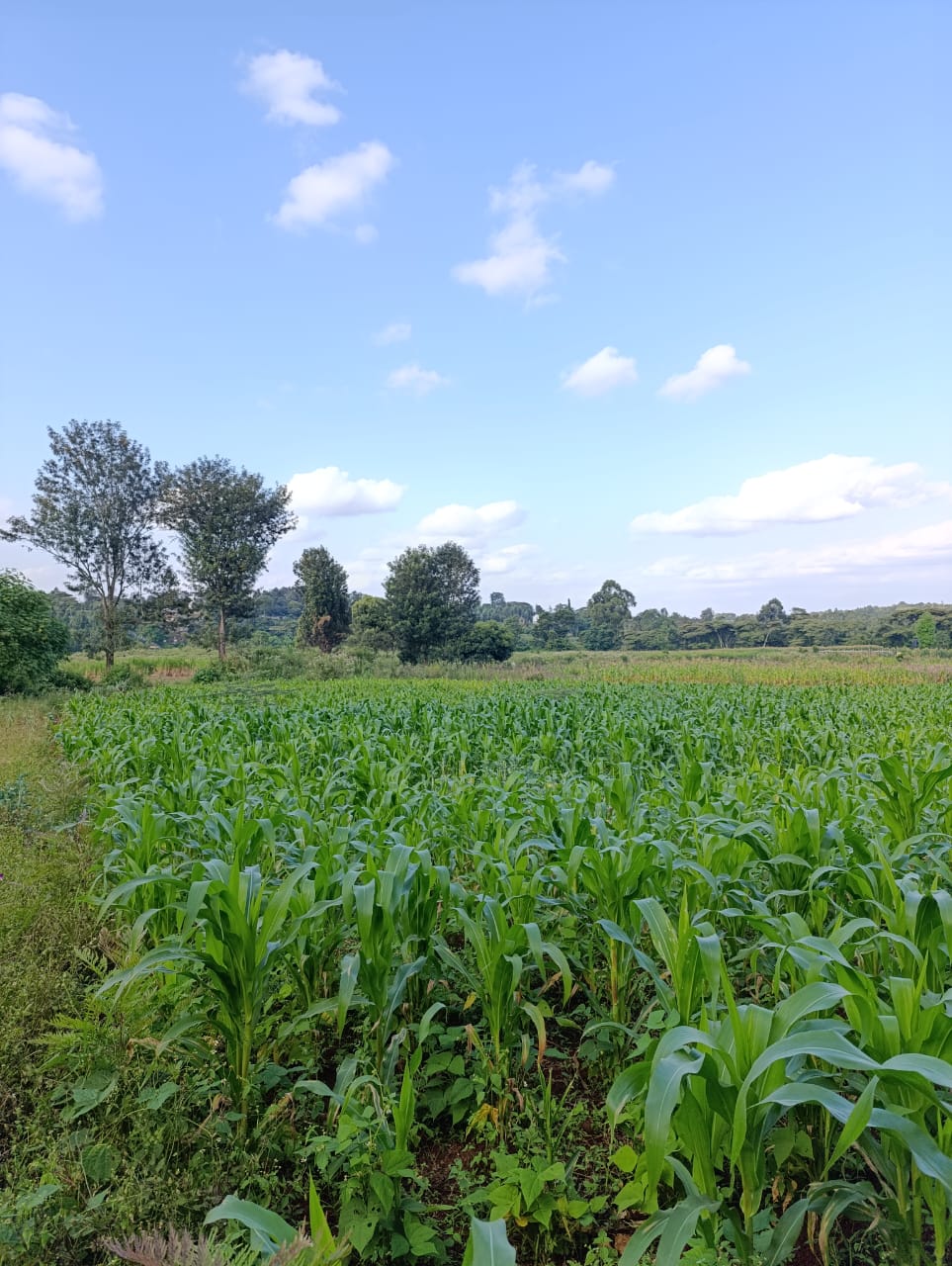 WhatsApp Image 2026-01-09 at 2.01.57 PM