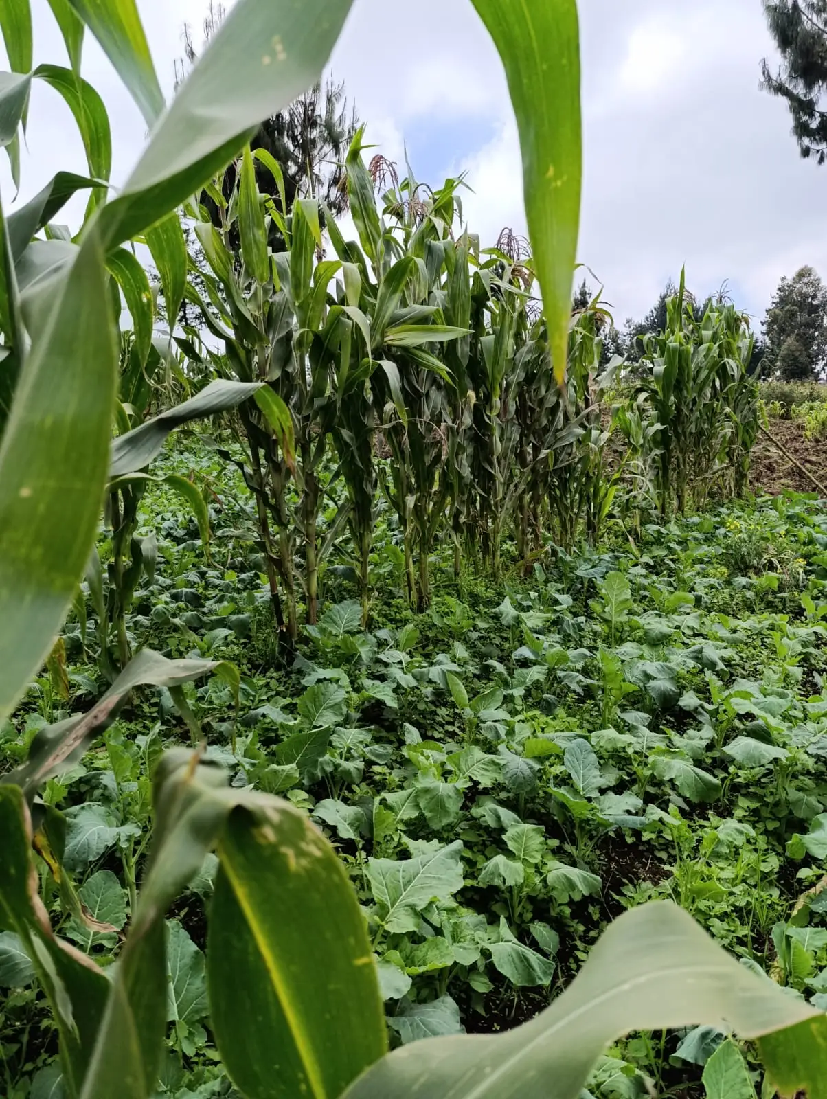Smart_Focus-23drive kerarapon 12 Acre 2.2m-land for sale-04-6.26