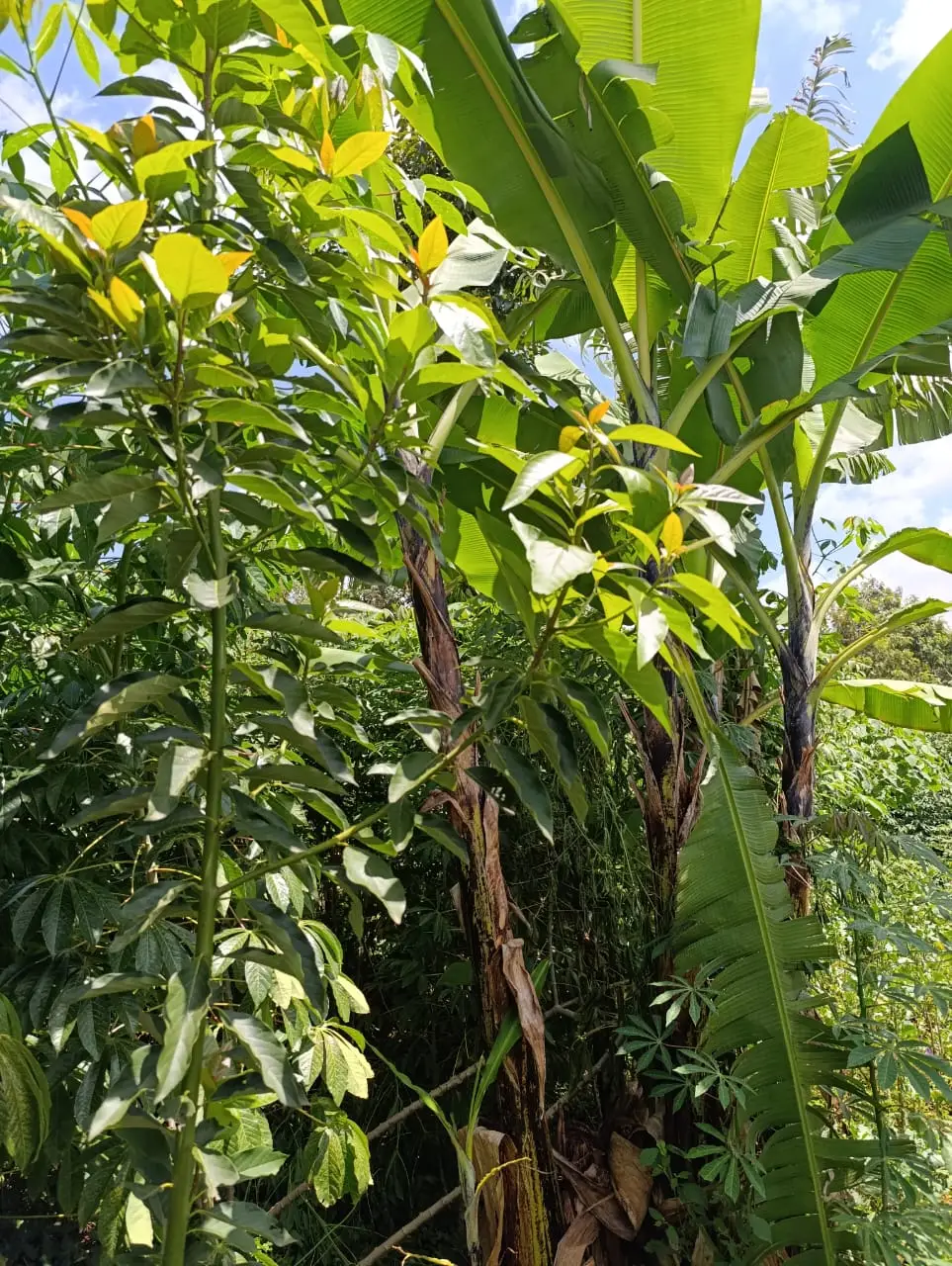 Smart_Focus-Behind aipca gachie – 40×80 2.6m-land-sale-02-6.26