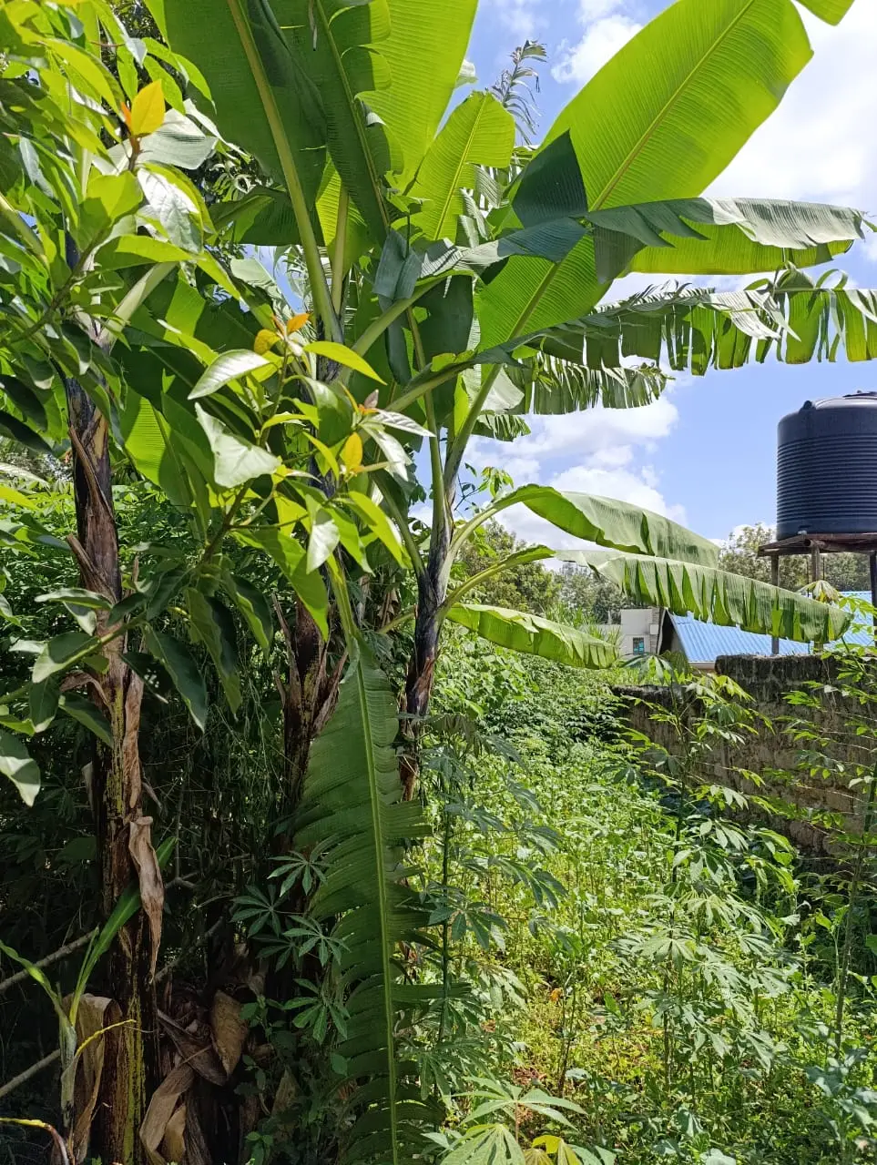 Smart_Focus-Behind aipca gachie – 40×80 2.6m-land-sale-03-6.26