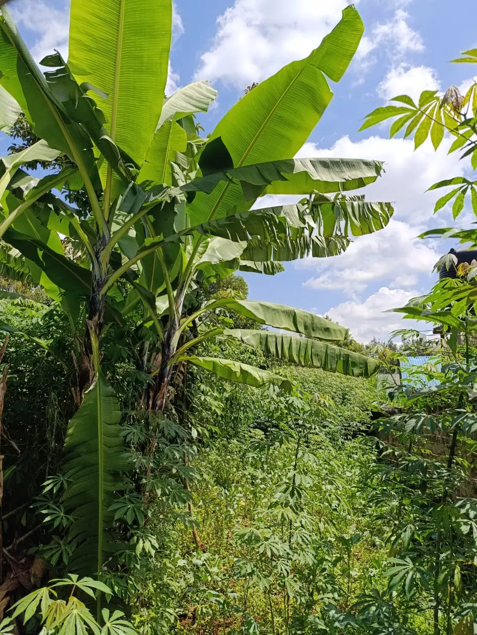 Smart_Focus-Behind aipca gachie – 40×80 2.6m-land-sale-04-6.26