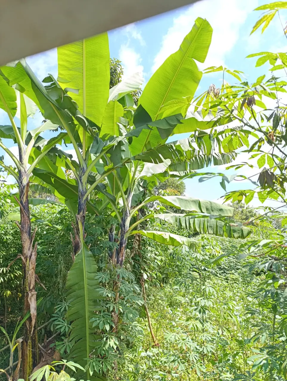Smart_Focus-Behind aipca gachie – 40×80 2.6m-land-sale-05-6.26
