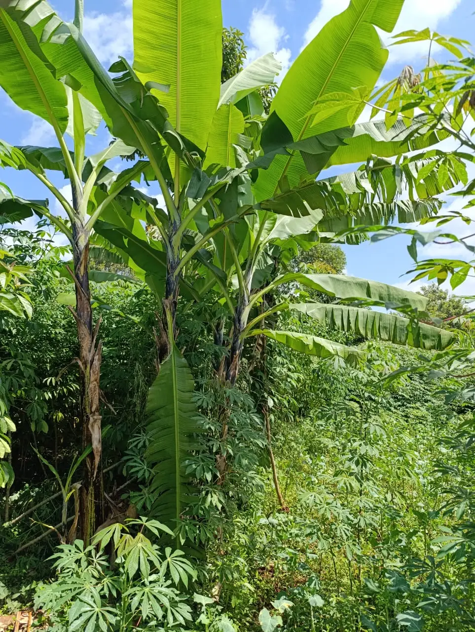 Smart_Focus-Behind aipca gachie – 40×80 2.6m-land-sale-06-6.26
