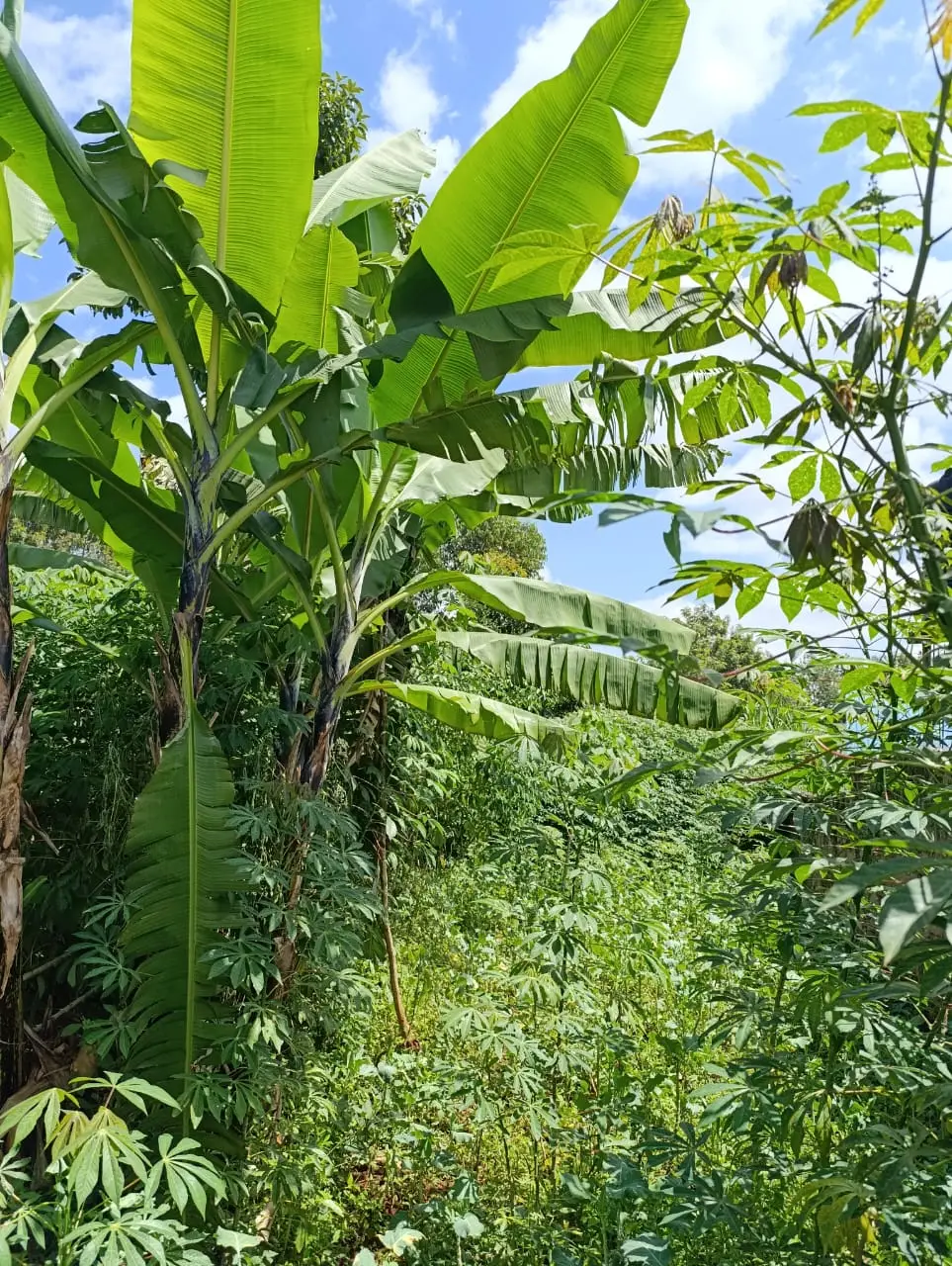 Smart_Focus-Behind aipca gachie – 40×80 2.6m-land-sale-07-6.26