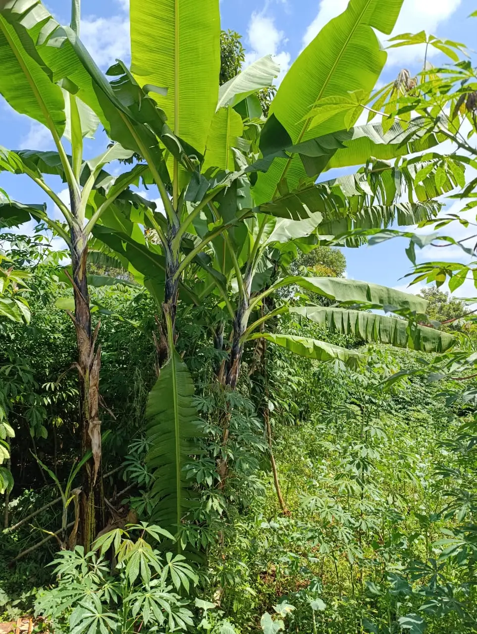 Smart_Focus-Behind aipca gachie – 40×80 2.6m-land-sale-08-6.26