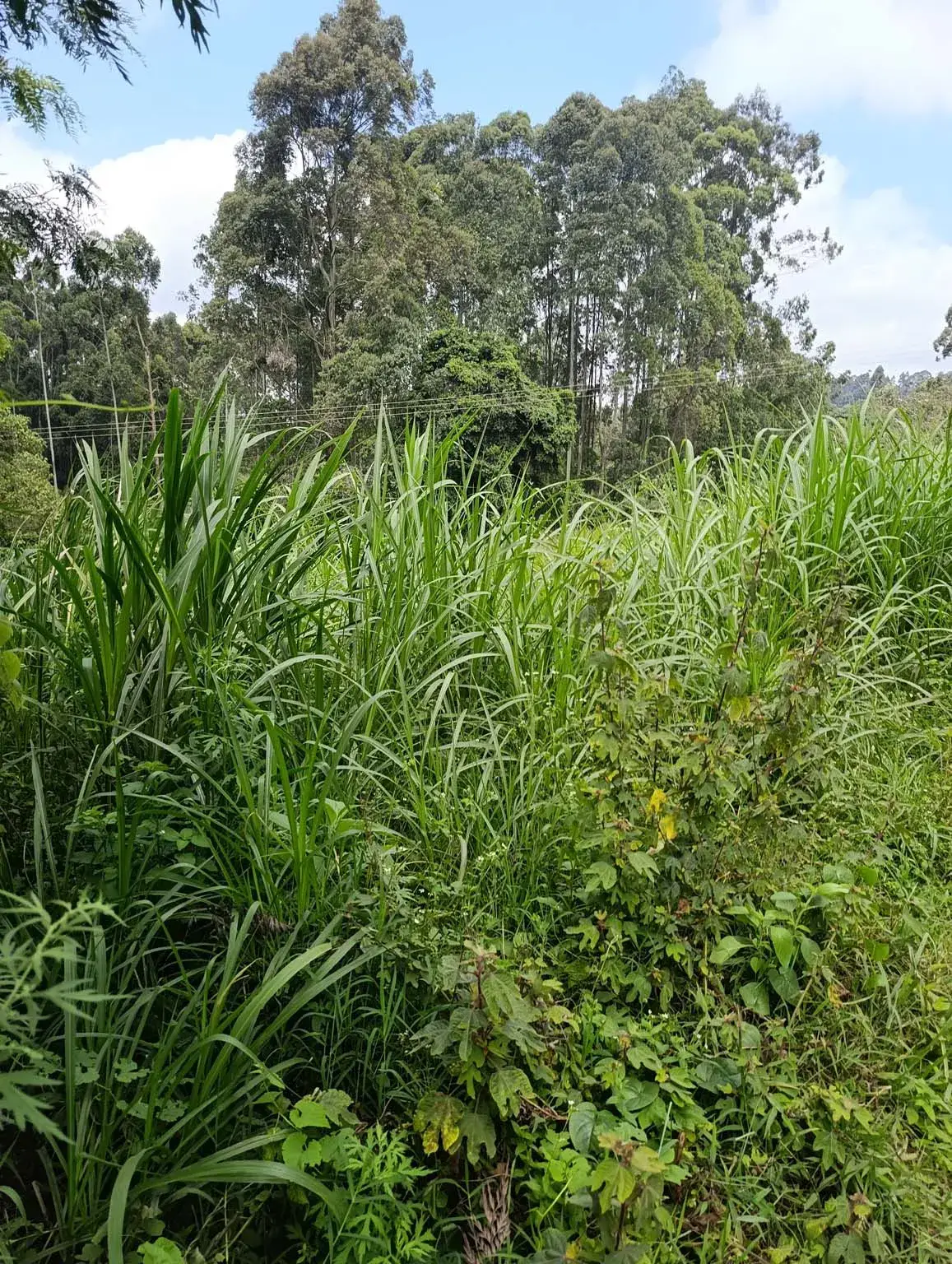 Smartfocus – Ngecha – Chunga Mali Rd, 50×100 ft – Kes 4M – P6 -01-7.26