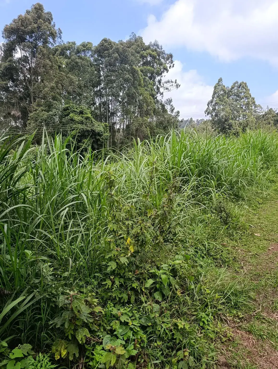 Smartfocus – Ngecha – Chunga Mali Rd, 50×100 ft – Kes 4M – P6 -02-7.26