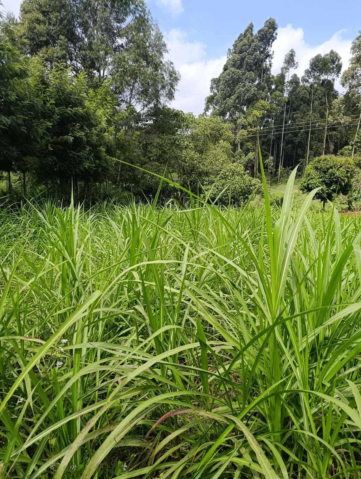 Smartfocus – Ngecha – Chunga Mali Rd, 50×100 ft – Kes 4M – P6 -03-7.26