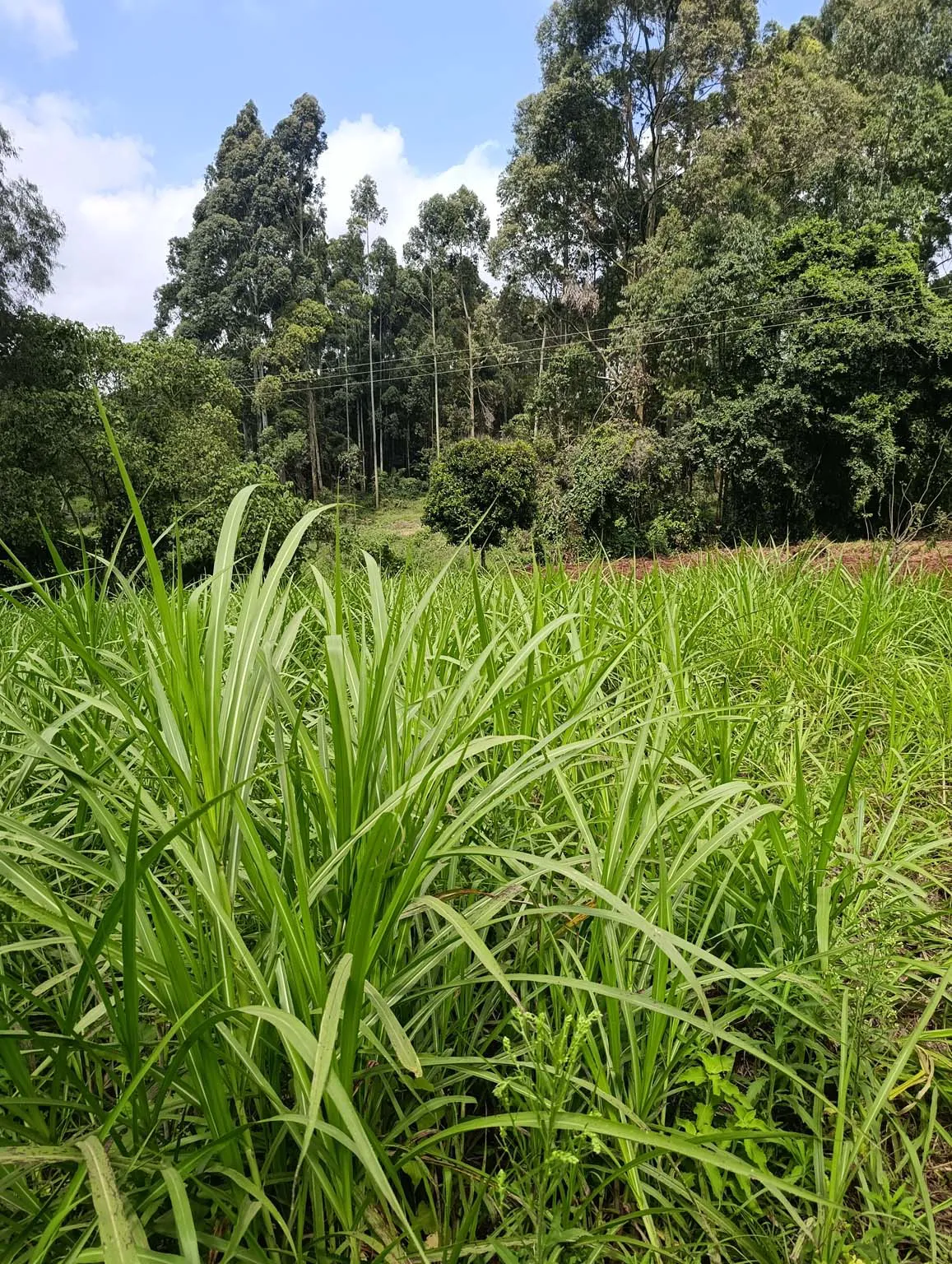 Smartfocus – Ngecha – Chunga Mali Rd, 50×100 ft – Kes 4M – P6 -04-7.26