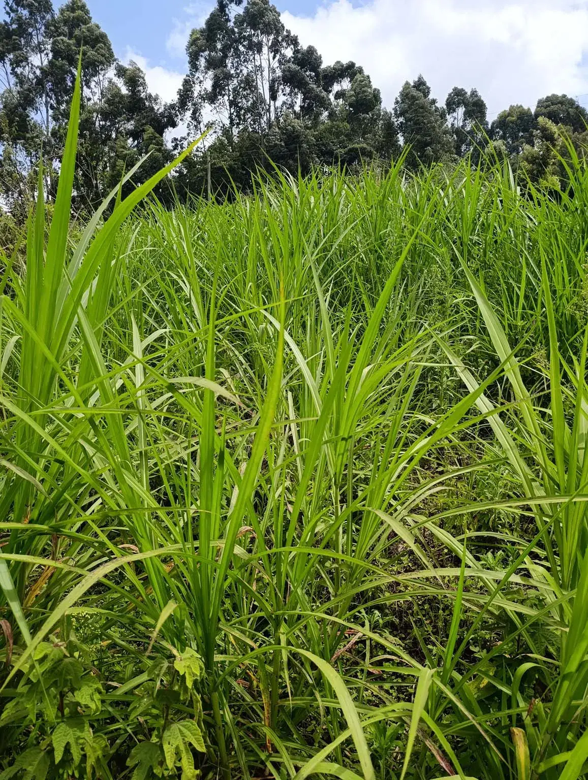 Smartfocus – Ngecha – Chunga Mali Rd, 50×100 ft – Kes 4M – P6 -05-7.26