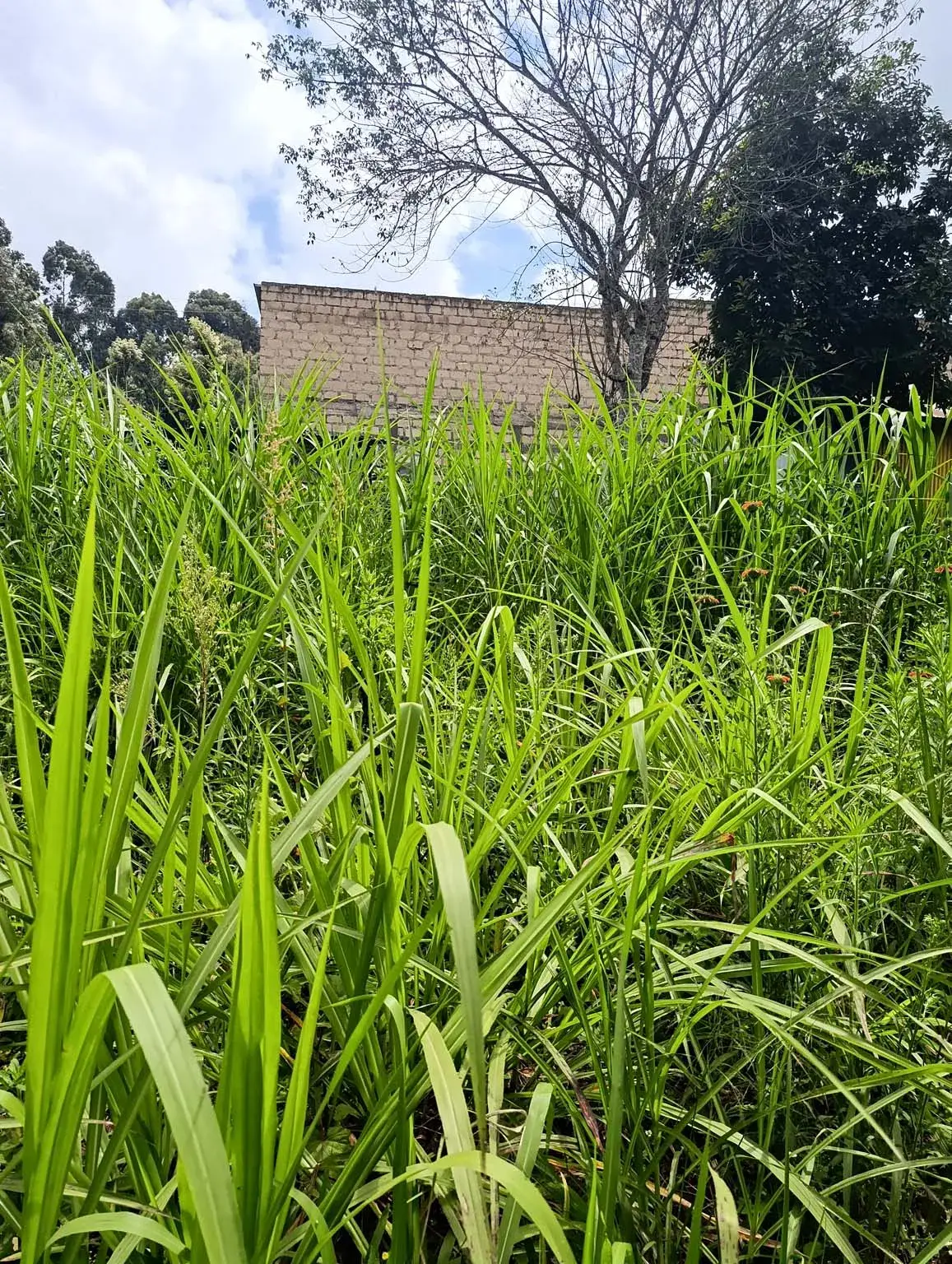 Smartfocus – Ngecha – Chunga Mali Rd, 50×100 ft – Kes 4M – P6 -06-7.26