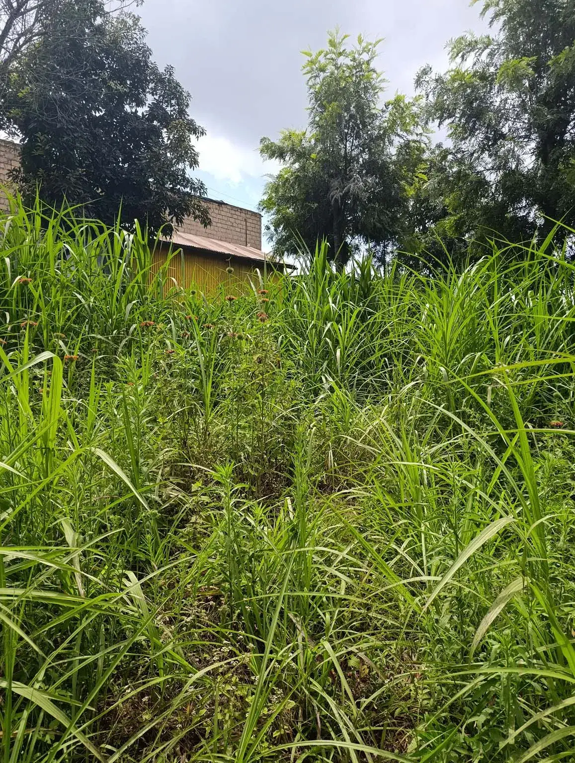 Smartfocus – Ngecha – Chunga Mali Rd, 50×100 ft – Kes 4M – P6 -07-7.26