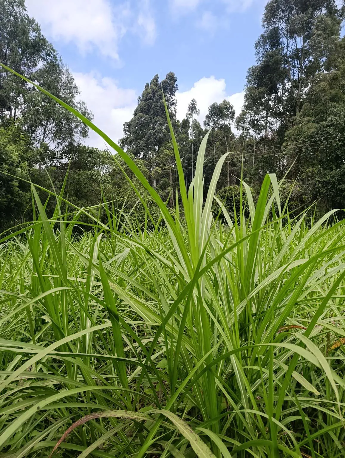 Smartfocus – Ngecha – Chunga Mali Rd, 50×100 ft – Kes 4M – P6 -09-7.26