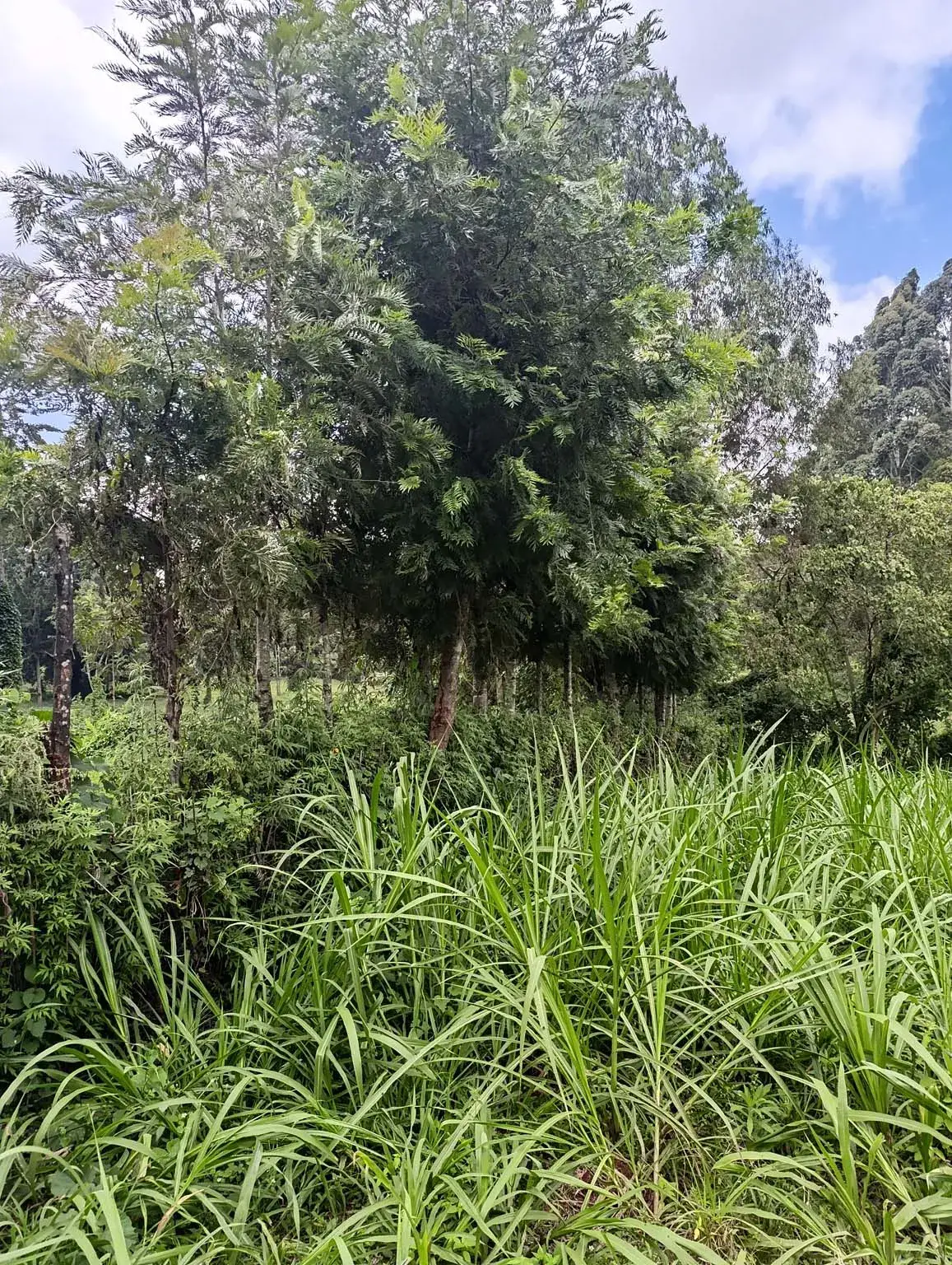 Smartfocus – Ngecha – Chunga Mali Rd, 50×100 ft – Kes 4M – P6 -10-7.26