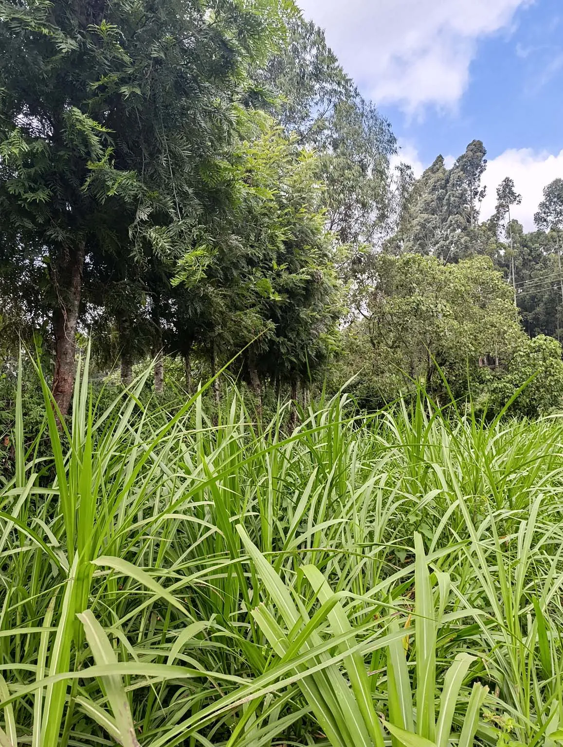 Smartfocus – Ngecha – Chunga Mali Rd, 50×100 ft – Kes 4M – P6 -11-7.26