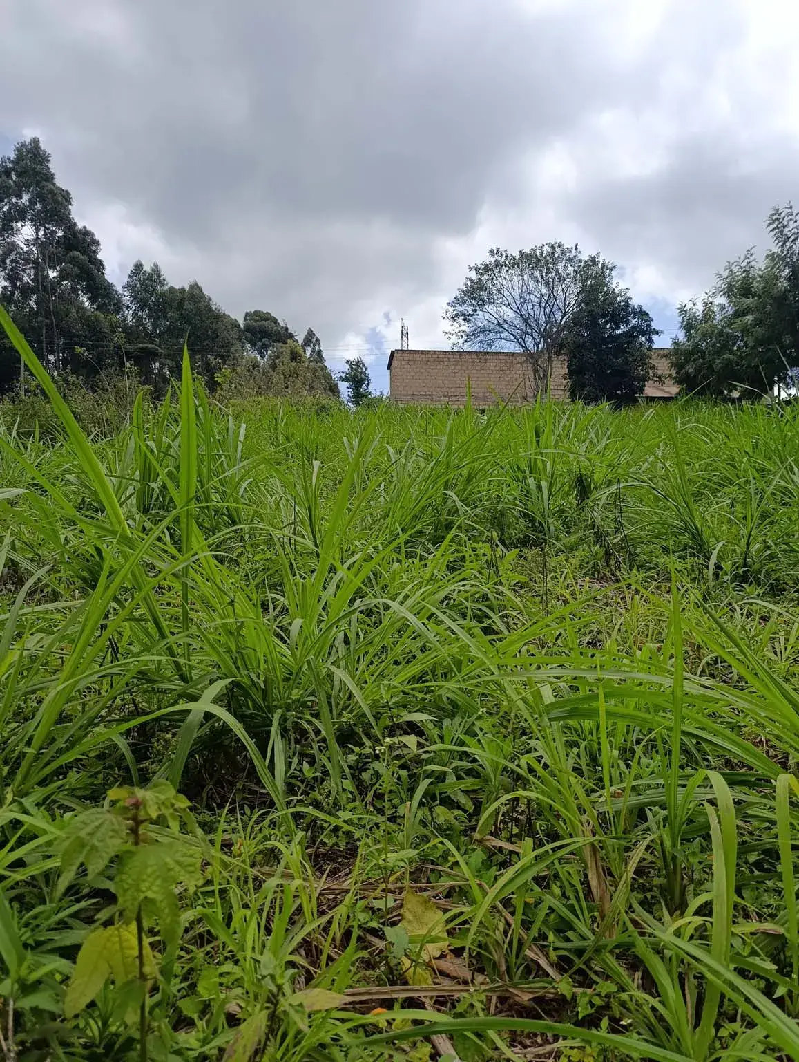 Smartfocus – Ngecha – Chunga Mali Rd, 50×100 ft – Kes 4M – P6 -13-7.26