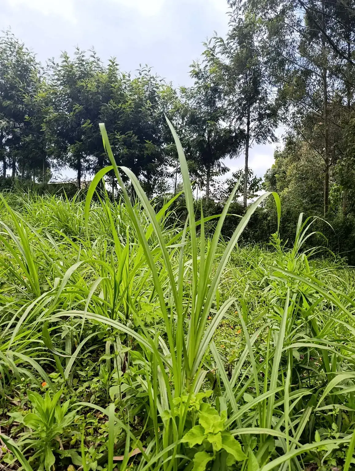 Smartfocus – Ngecha – Chunga Mali Rd, 50×100 ft – Kes 4M – P6 -15-7.26