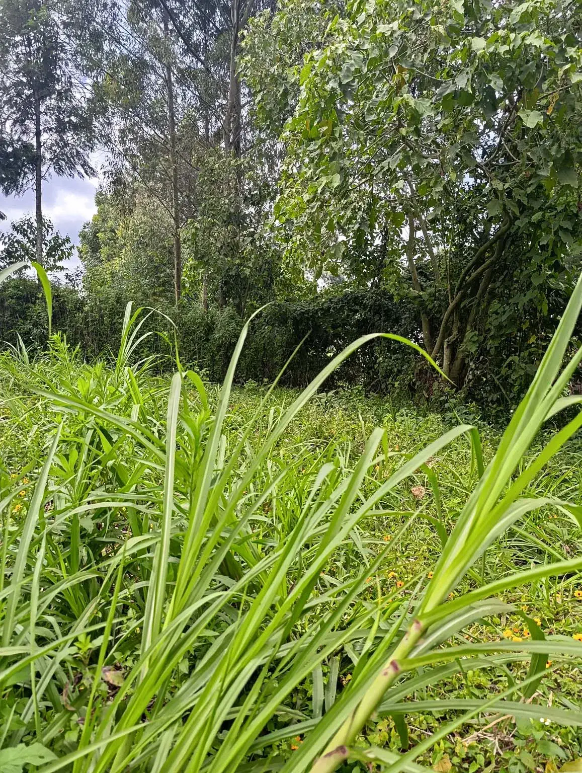 Smartfocus – Ngecha – Chunga Mali Rd, 50×100 ft – Kes 4M – P6 -16-7.26