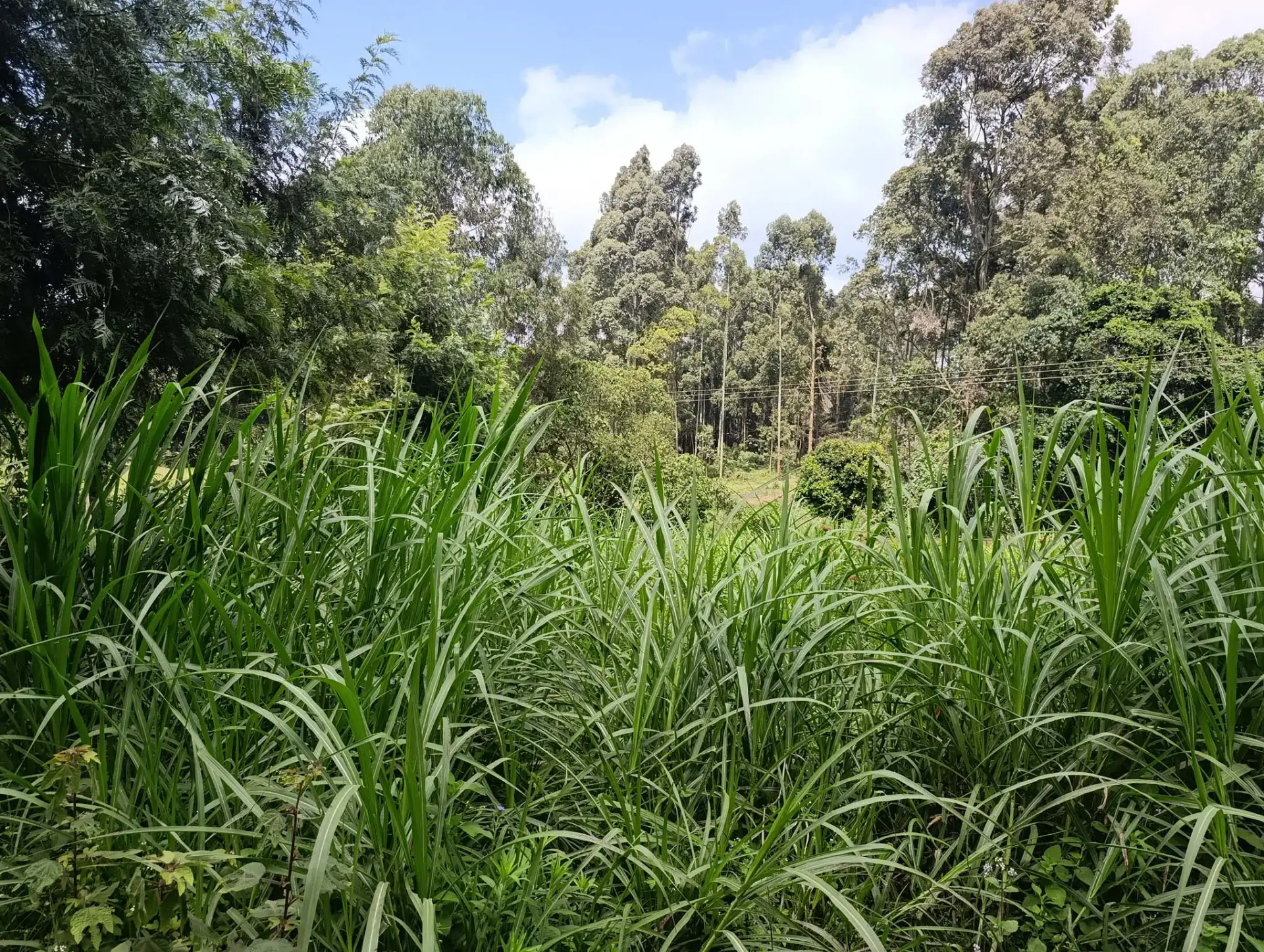 Smartfocus – Ngecha – Chunga Mali Rd, 50×100 ft – Kes 4M – P6 -17-7.26