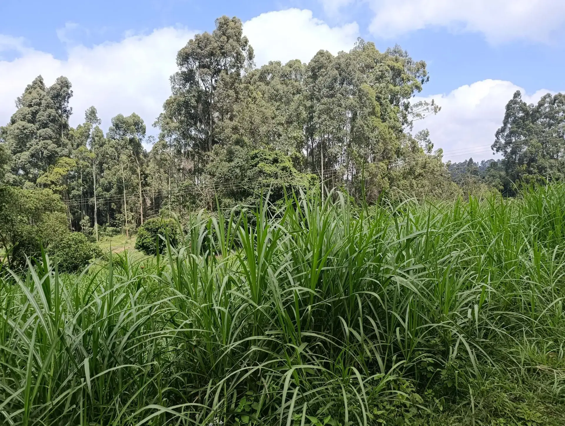 Smartfocus – Ngecha – Chunga Mali Rd, 50×100 ft – Kes 4M – P6 -18-7.26
