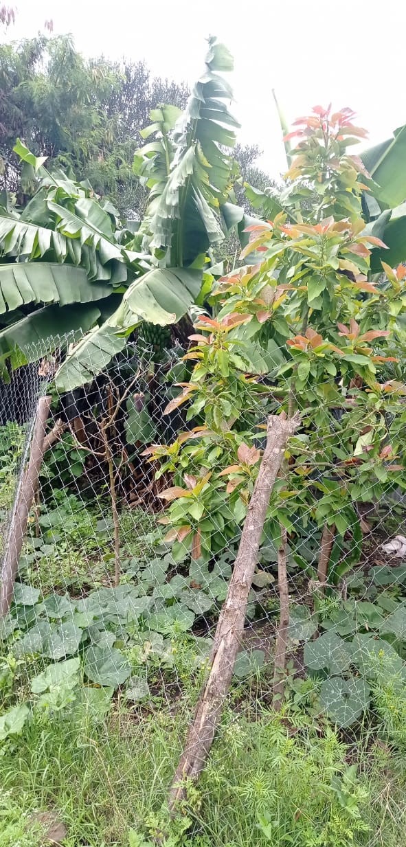 WhatsApp-Image-2023-12-19-at-16.24.48