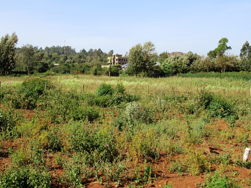 beverly-gardens-kikuyu3