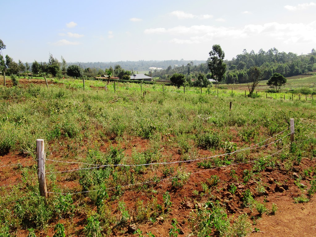 beverly-gardens-kikuyu7