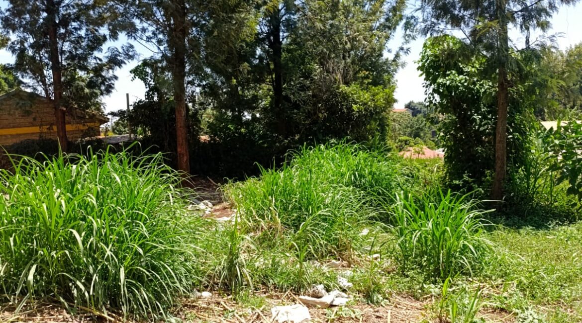 IMG-20250217-WA0164